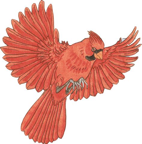 Wildlife icon collection. . Flying cardinal drawing